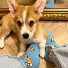 Coucou Suzette Čarape Corgi